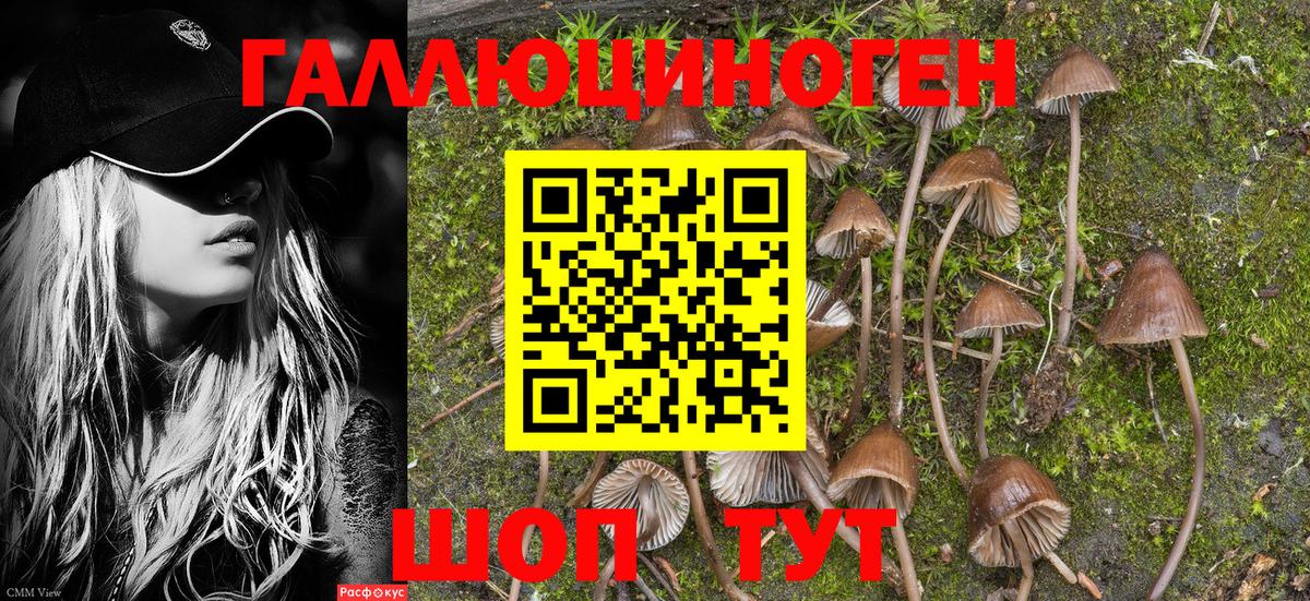 Галлюциногенные грибы Psilocybe  Вход с VPN  Корсаков 